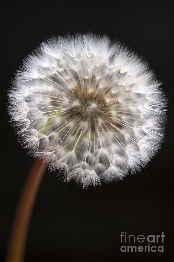 Dandelion Photograph by Jim Corwin
