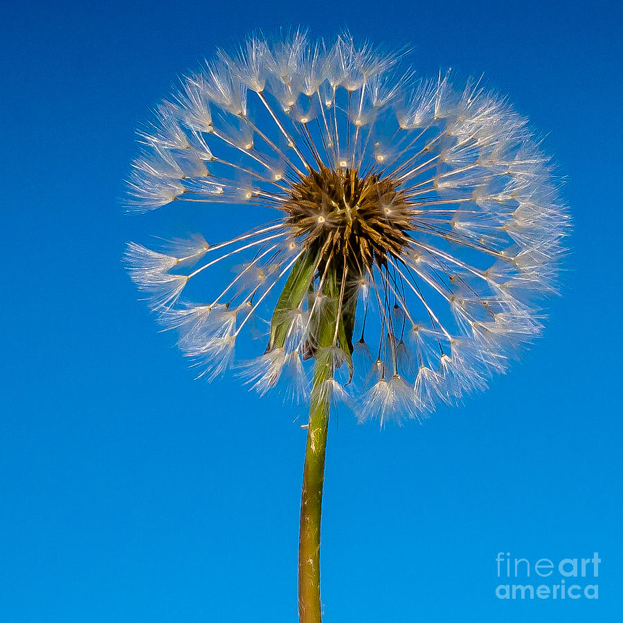 Flowers Still Life Photograph - Dandelion by John Hassler
