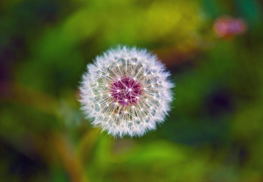 Dandelion Photograph by John Hoey