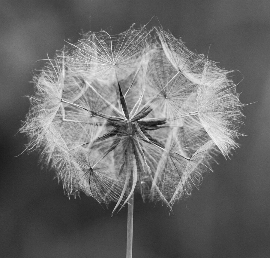Dandelion Photograph by John Topman