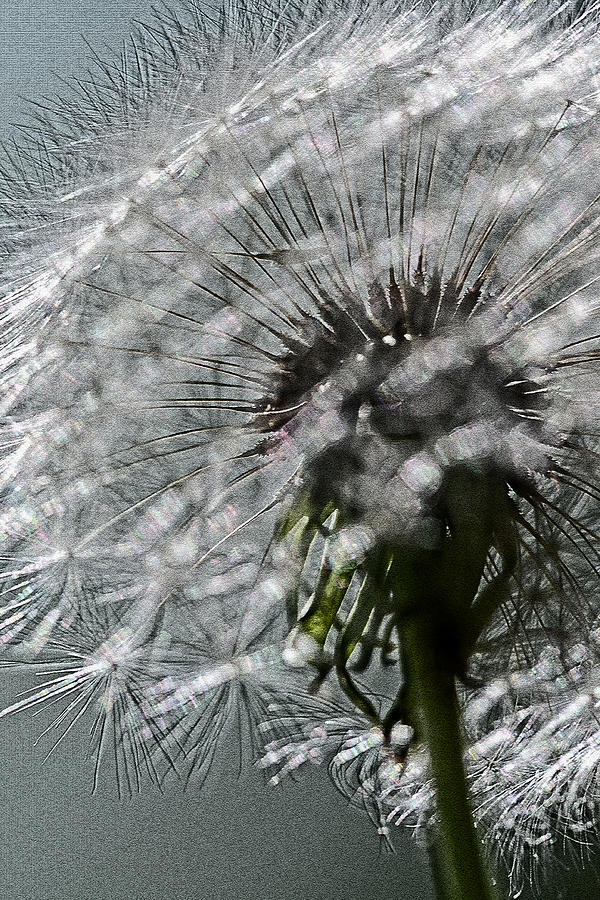 Dandelion Photograph by Keith Gondron