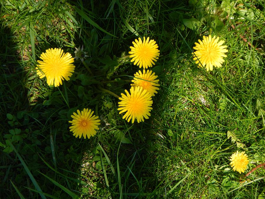 Dandelion Photograph by Kevin Wesley - Fine Art America