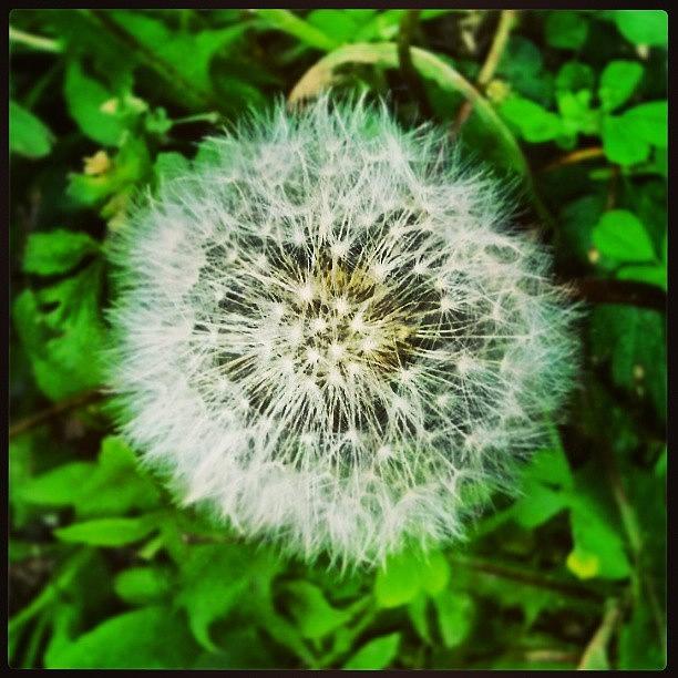 Nature Photograph - Dandelion by Kobes Photography
