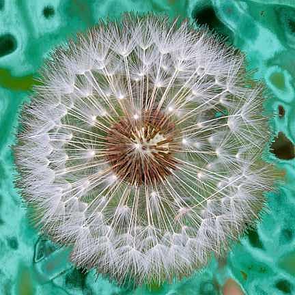 Flower Photograph - Dandelion by Larry Eicher Flower Photograph - Dandelion by Larry Eicher