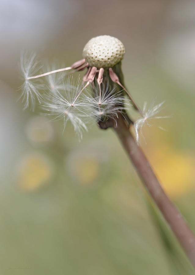 Nature Photograph - Dandelion Last to Fly Away by Jennie Marie Schell