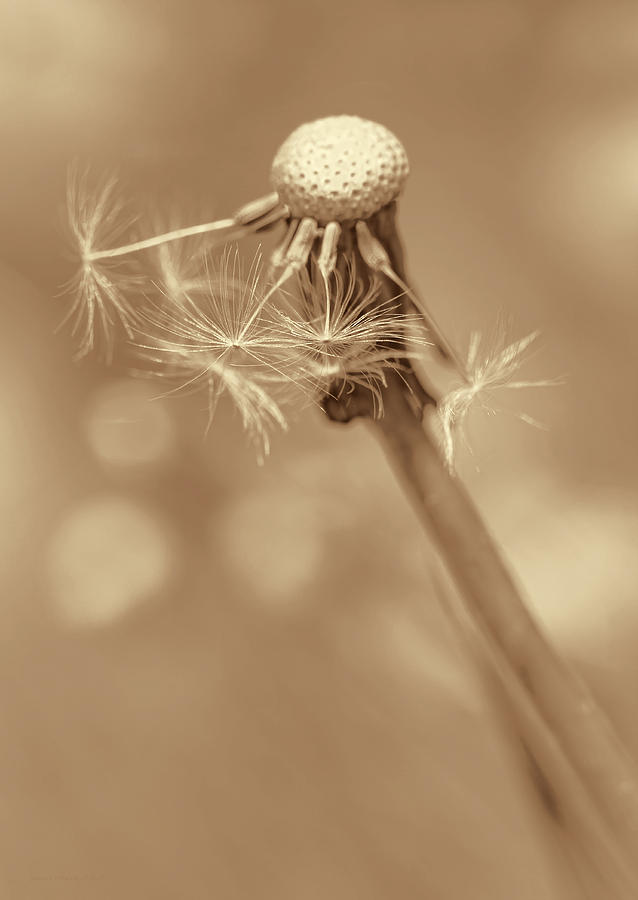 Flower Photograph - Dandelion Last to Fly Away Sepia by Jennie Marie Schell