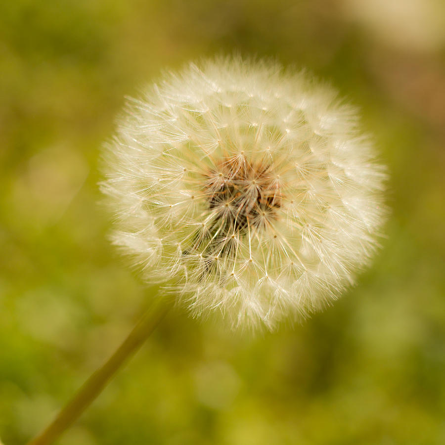 Dandelion Photograph by Laura Chadwick - Fine Art America