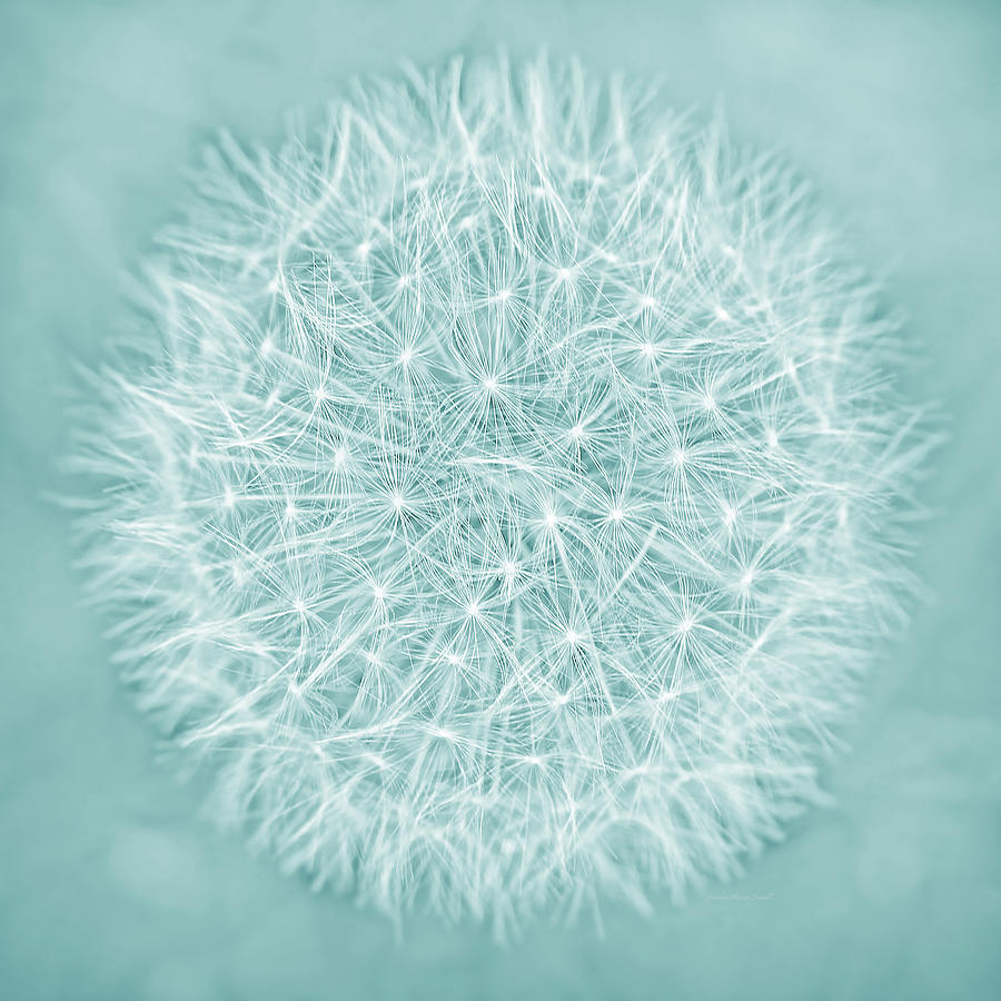 Nature Photograph - Dandelion Macro Abstract Aquamarine by Jennie Marie Schell