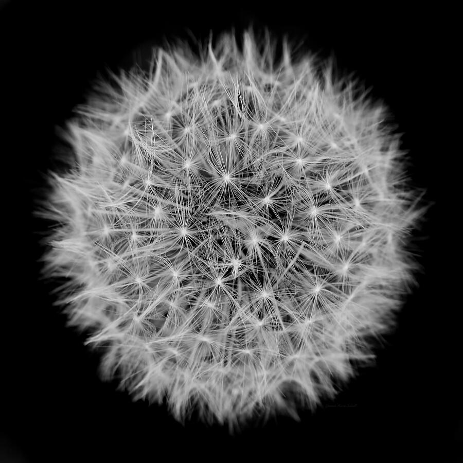 Nature Photograph - Dandelion Macro Abstract Black White by Jennie Marie Schell