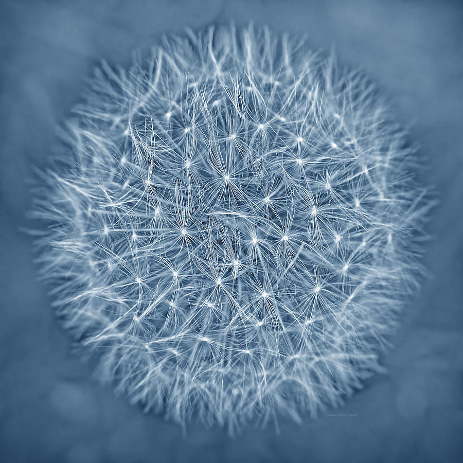 Nature Photograph - Dandelion Macro Abstract Dark Blue by Jennie Marie Schell