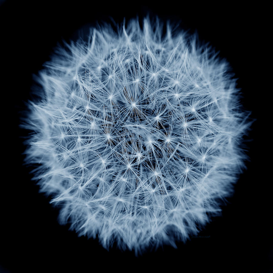 Nature Photograph - Dandelion Macro Abstract Midnight Blue by Jennie Marie Schell