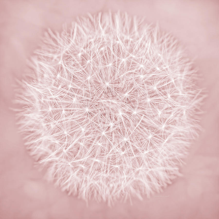 Abstract Photograph - Dandelion Macro Abstract Soft PInk by Jennie Marie Schell