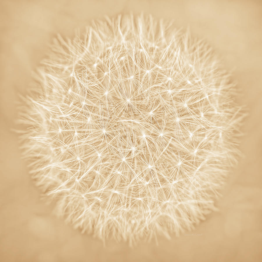 Flower Photograph - Dandelion Macro Abstract Soft Tan by Jennie Marie Schell