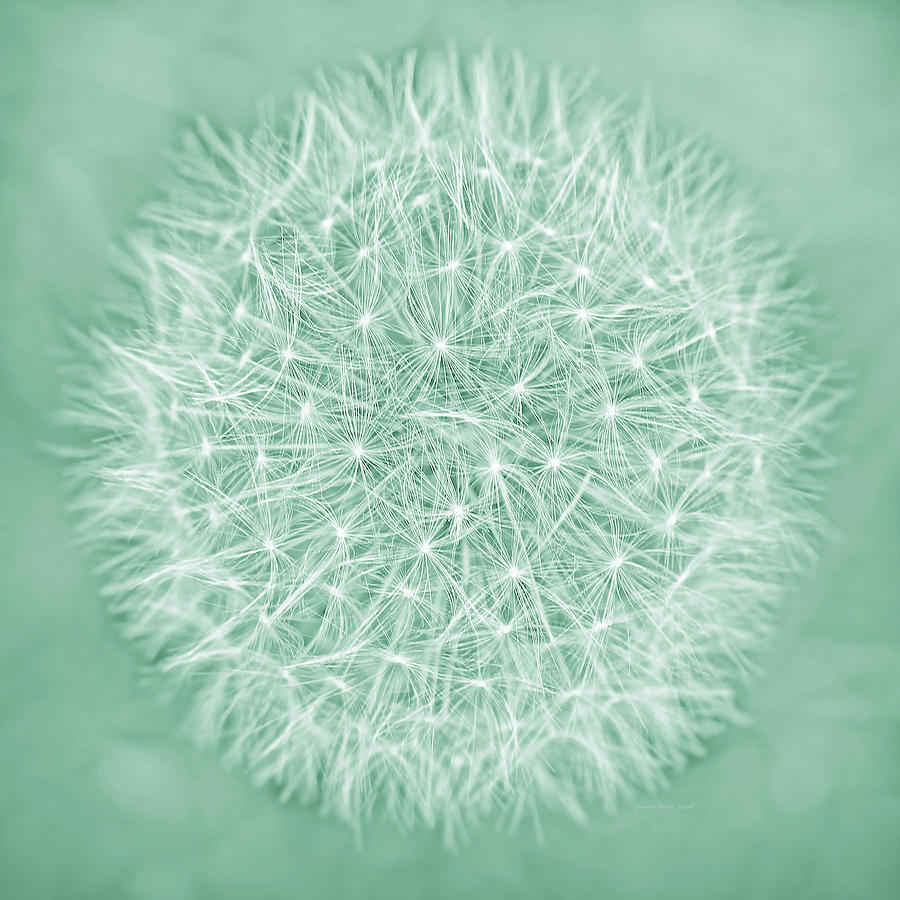 Nature Photograph - Dandelion Macro Abstract Teal by Jennie Marie Schell