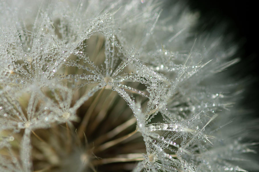 Dandelion Macro, Dew Drops, Flower Photograph by P. Medicus