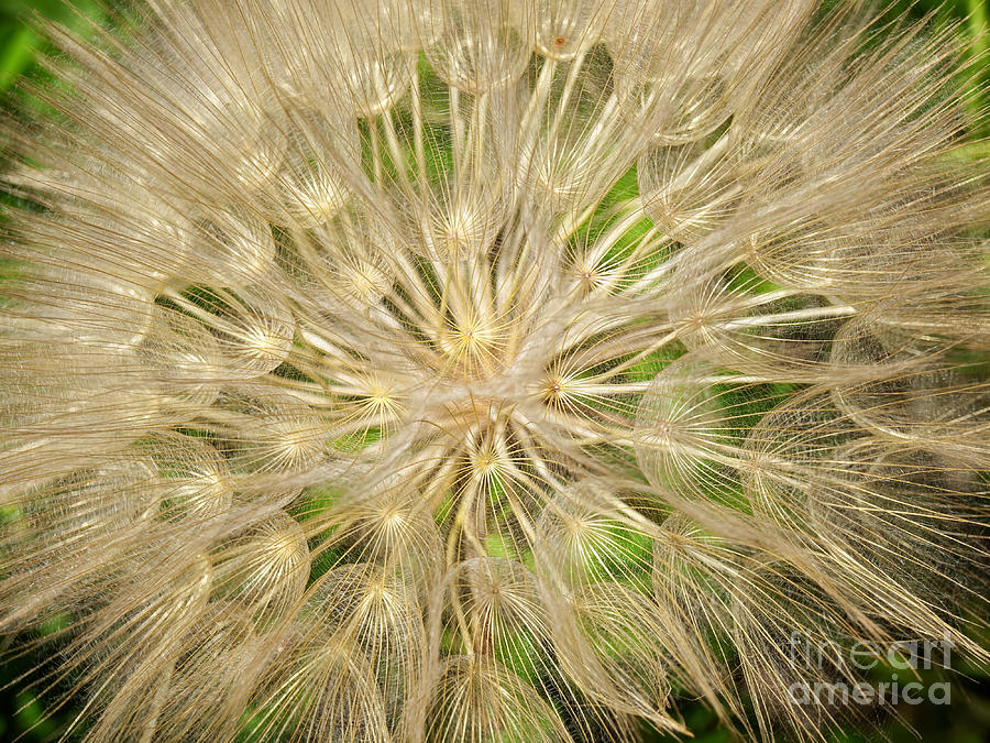 Spring Photograph - Dandelion macro by Sinisa Botas