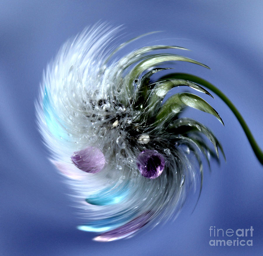 Abstract Photograph - Dandelion Magic by Krissy Katsimbras