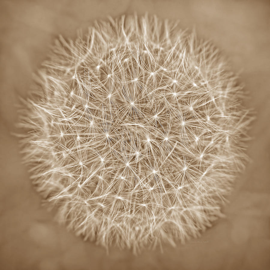 Flower Photograph - Dandelion Marco Abstract Brown by Jennie Marie Schell