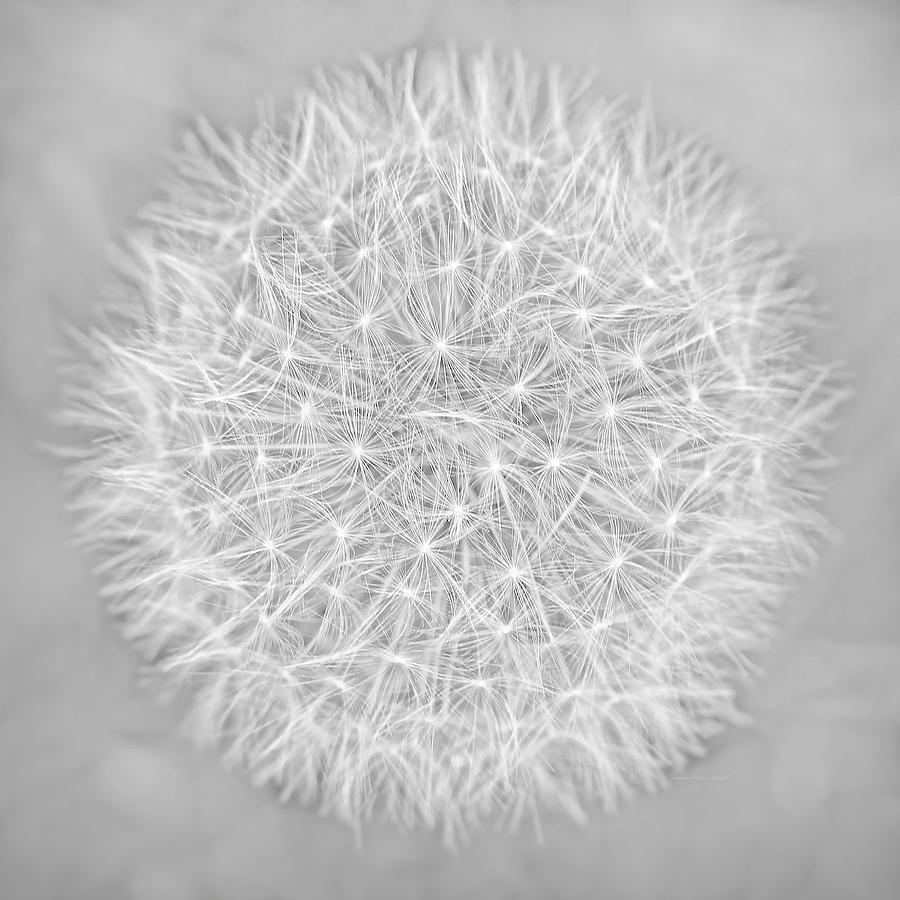 Nature Photograph - Dandelion Marco Abstract Gray by Jennie Marie Schell