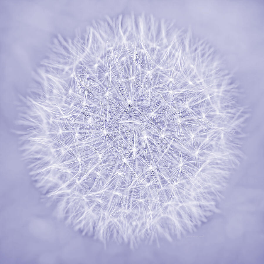Summer Photograph - Dandelion Marco Abstract Lavender by Jennie Marie Schell