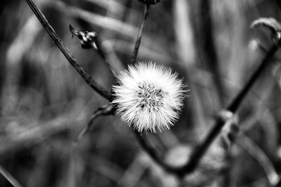 Dandelion Photograph by Marco Oliveira
