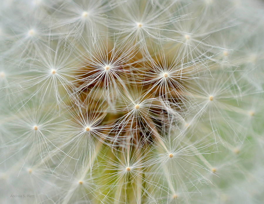 Dandelion Matrix Photograph by Andrea Platt