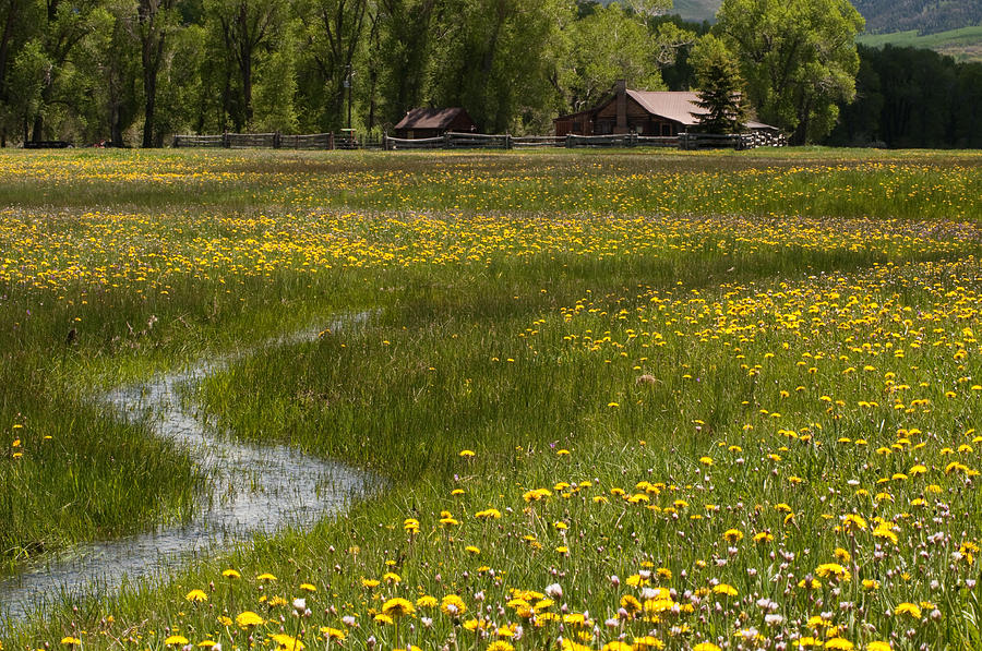 Dandelion Meadow  Photograph by Eric Rundle
