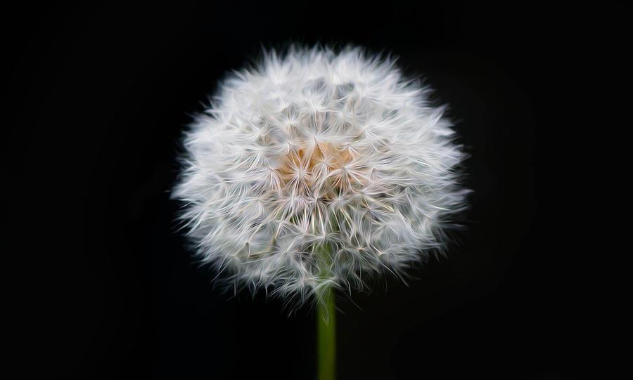 Dandelion Photograph by Michael Moriarty Dandelion Photograph by Michael Moriarty
