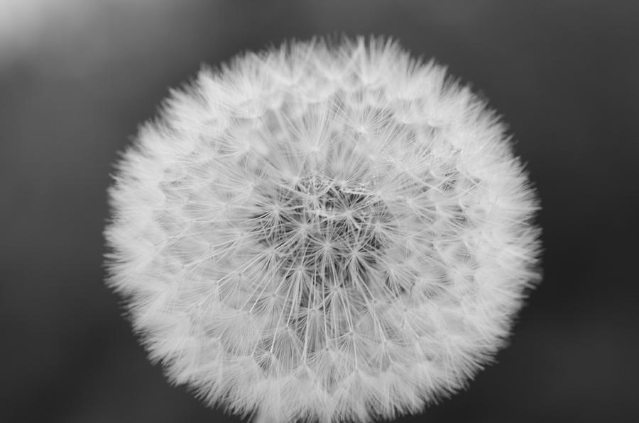 Dandelion Photograph by Miguel Winterpacht