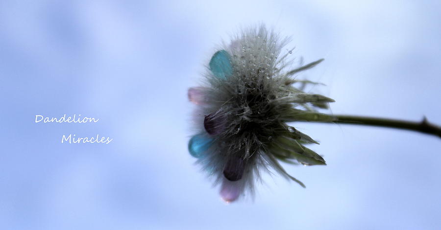 Abstract Photograph - Dandelion Miracles by Krissy Katsimbras