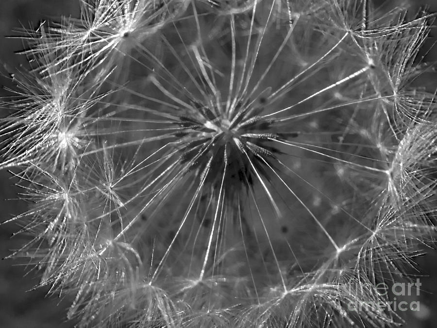 Dandelion Monochrome Photograph by Lili Feinstein