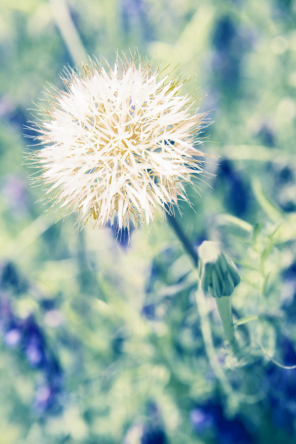 Dandelion Photograph by Nicole Swanger - Fine Art America