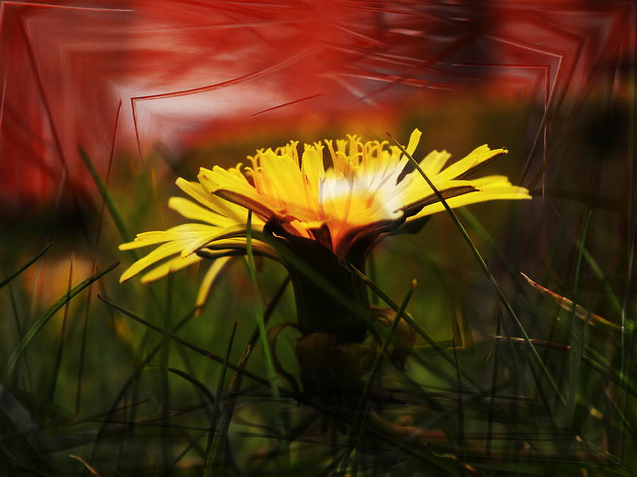 Dandelion Photograph by Nigel Watts