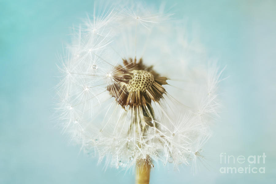 Beauty In Nature Photograph - Dandelion on a blue background by Onelia PGPhotography