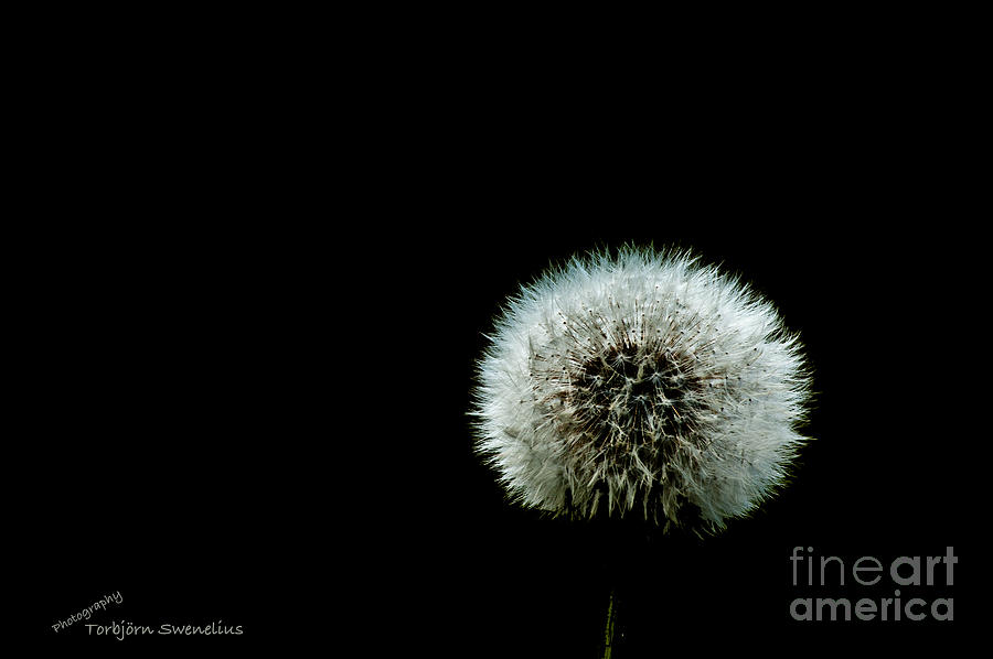 Flowers Still Life Photograph - Dandelion on black by Torbjorn Swenelius