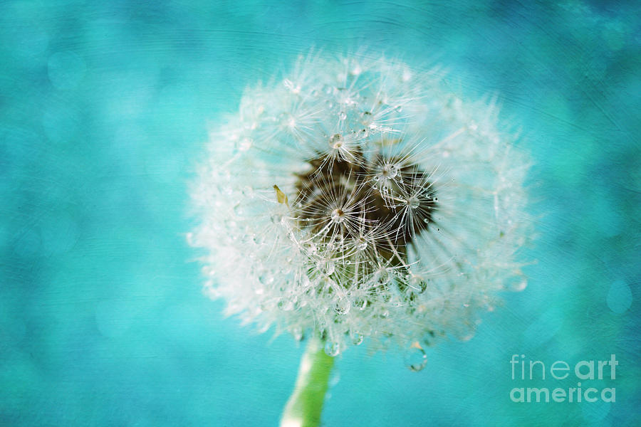 Dandelion one Photograph by Sylvia Cook