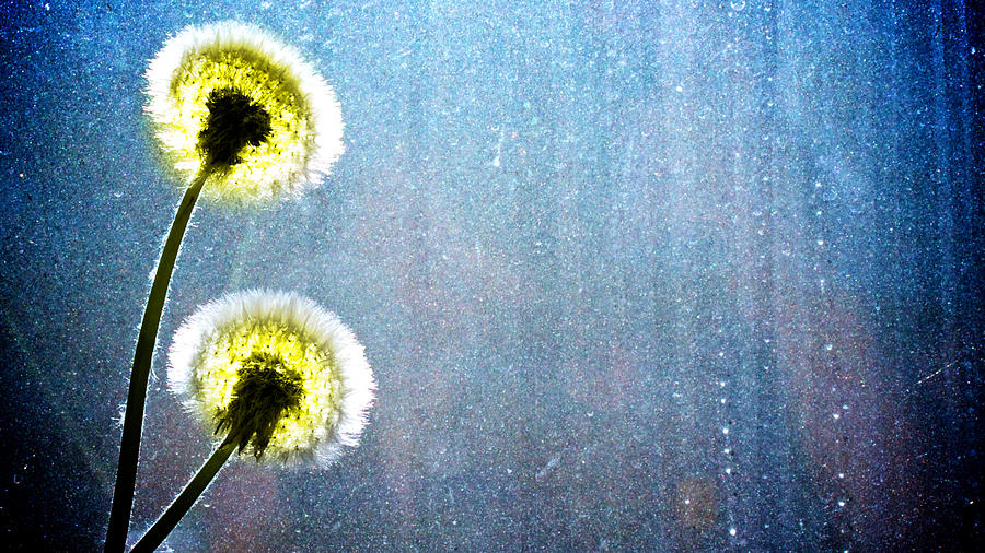 Flower Photograph - Dandelion Parachute Balls by Bob Orsillo