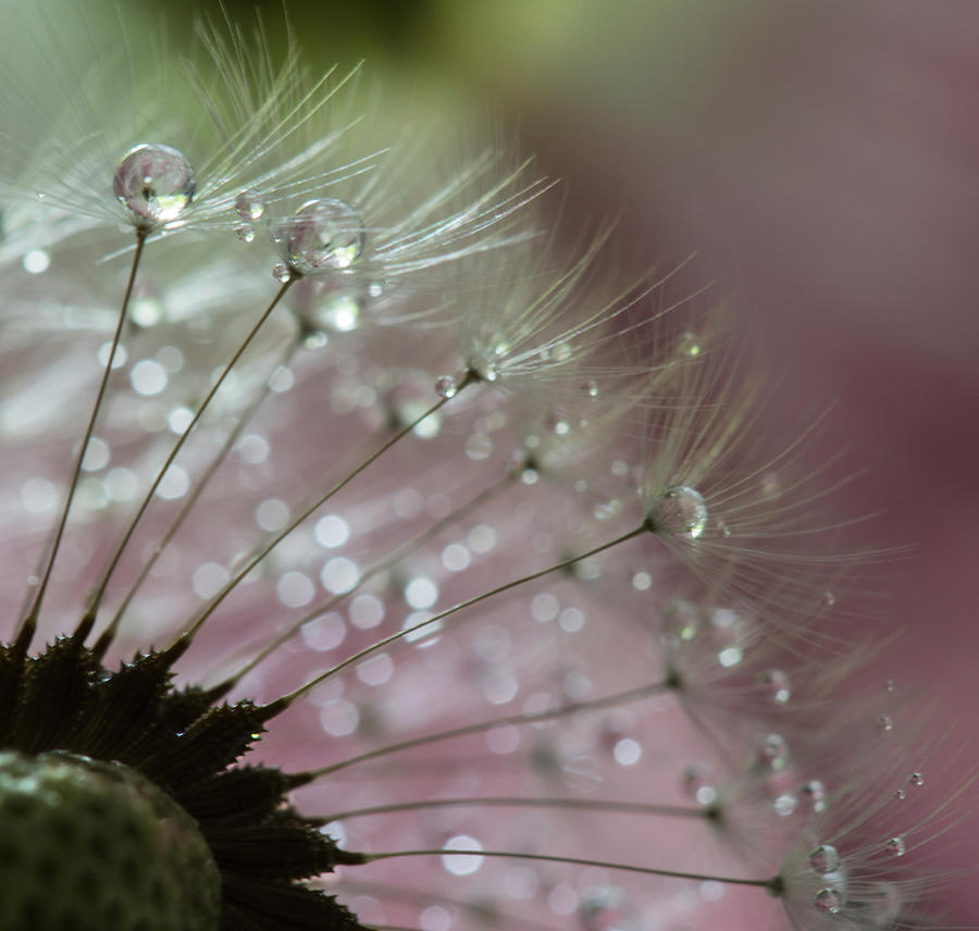 Nature Photograph - Dandelion Pearls by Angie Vogel