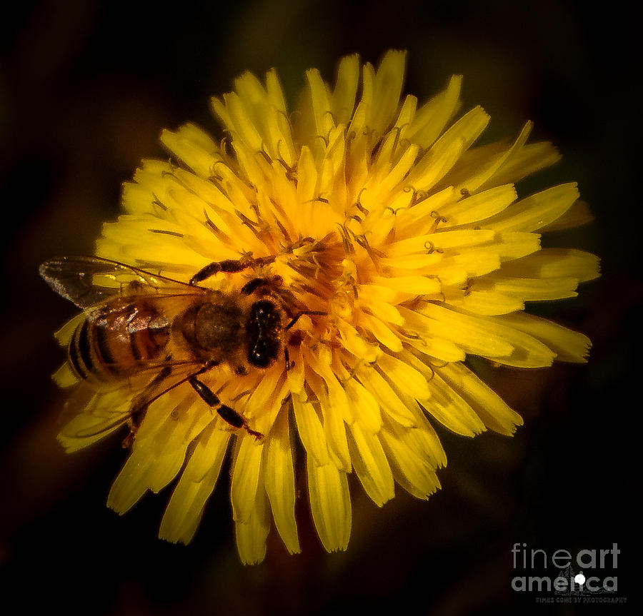 Dandelion Pollination Photograph by Grace Grogan