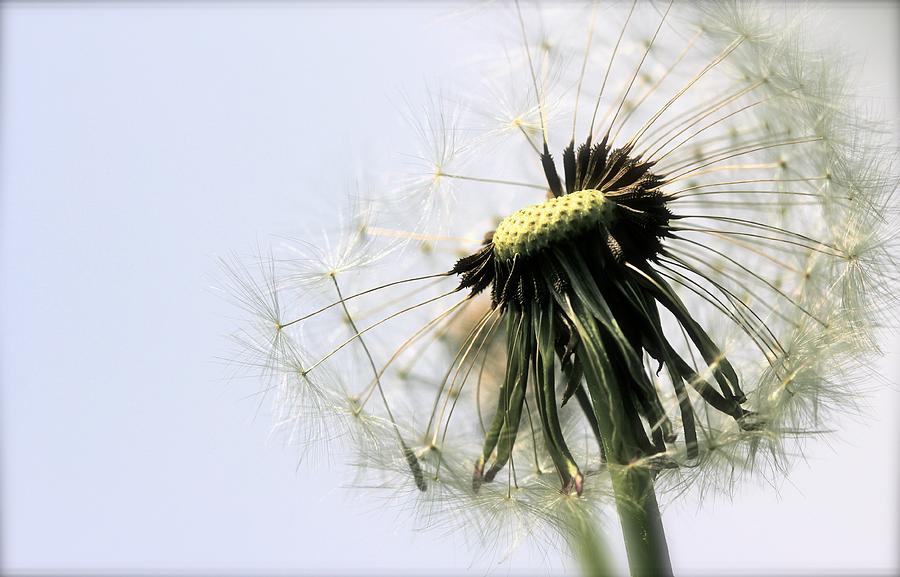 Dandelion Puff Photograph by Tracy Male