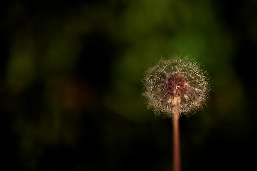 Nature Photograph - Dandelion by Ricardo Alves