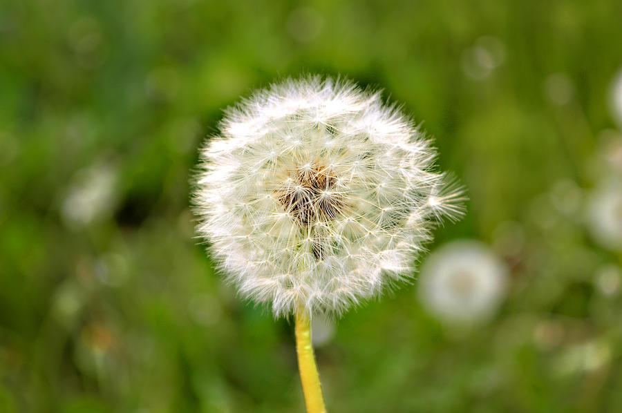 Dandelion Photograph by Roman Gilmanov - Pixels