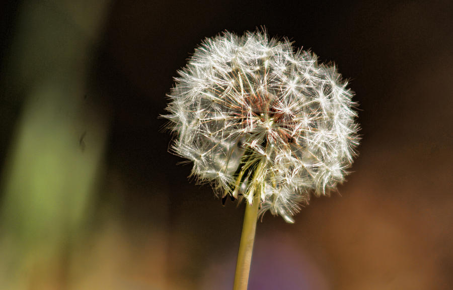 Flowers Still Life Photograph - Dandelion by Ron Roberts