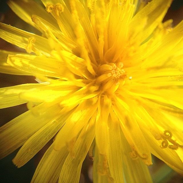 Flower Photograph - #dandelion Says good Day by Jessica Frech