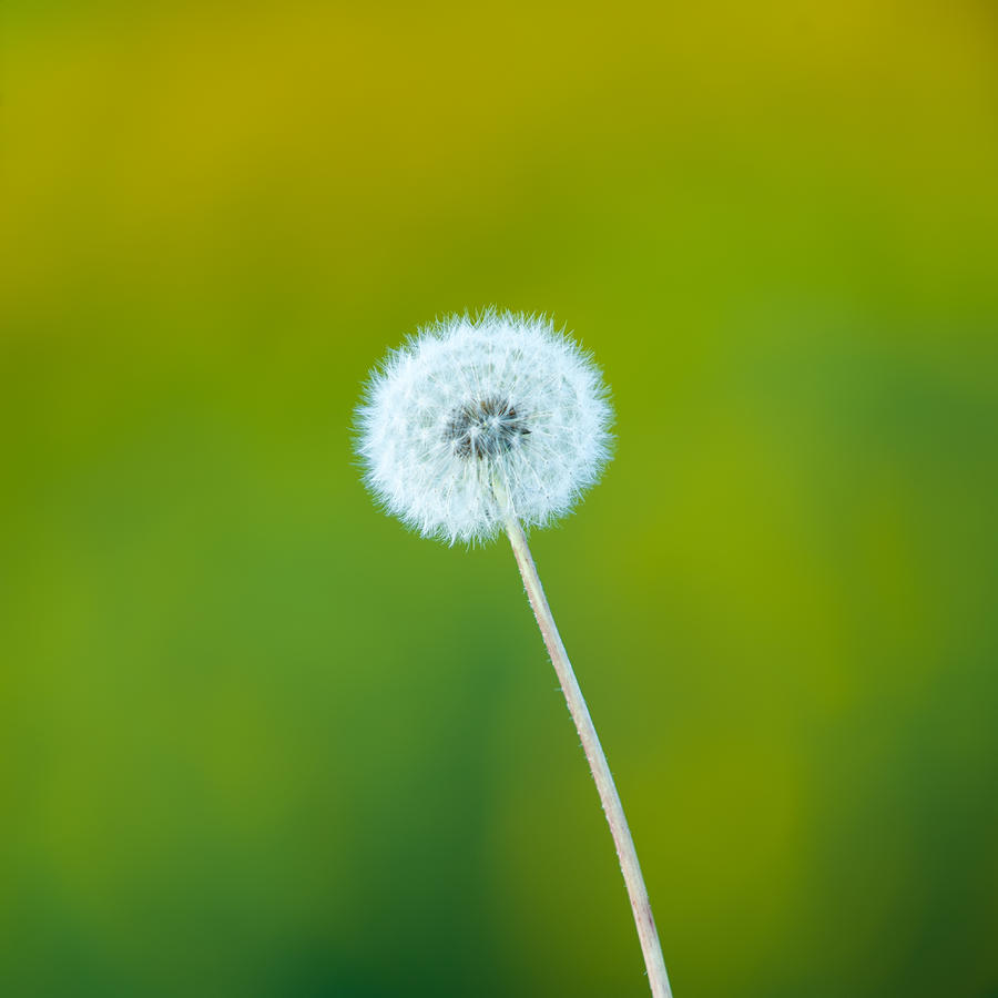 Dandelion Photograph by Sebastian Musial