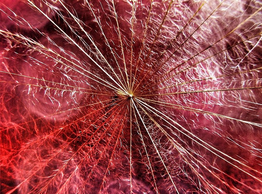 Dandelion Seed Abstract Photograph by Marianna Mills