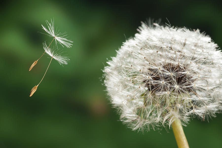 Dandelion Seed Being On The Wind  Oregon Photograph by Michael Durham