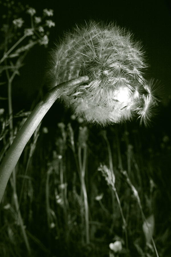 Dandelion seed head in a meadow Photograph by Ulrich Kunst And Bettina Scheidulin