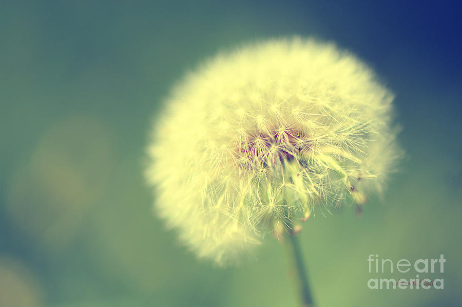 Flowers Still Life Photograph - Dandelion Seed Head by Karen Slagle