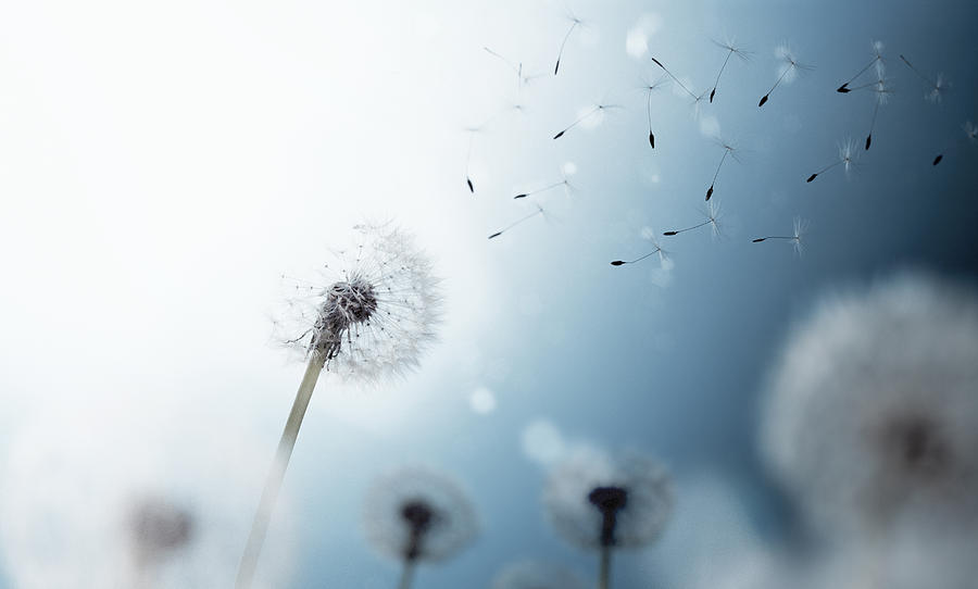 Dandelion seed heads and seeds floating in air, close-up Photograph by Pier